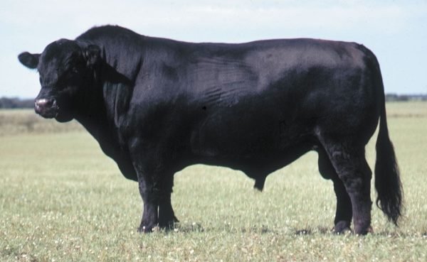 Angus Cattle