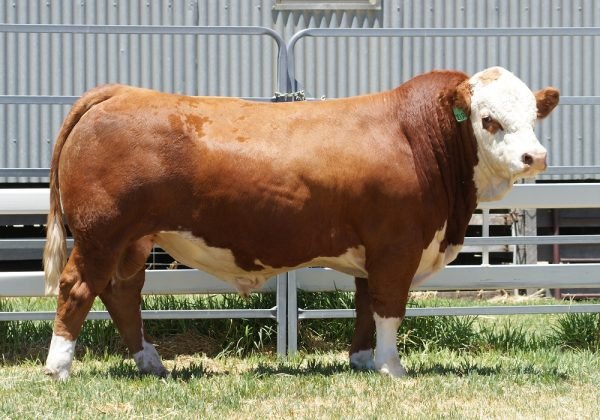 Simmental Cattle