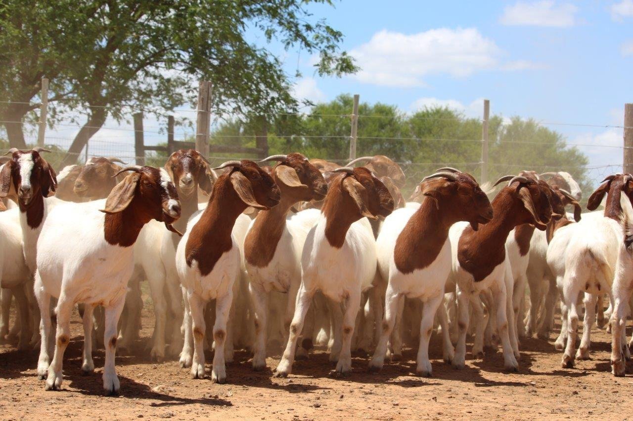 A South African Boer Goat Supplier for Trade and Export