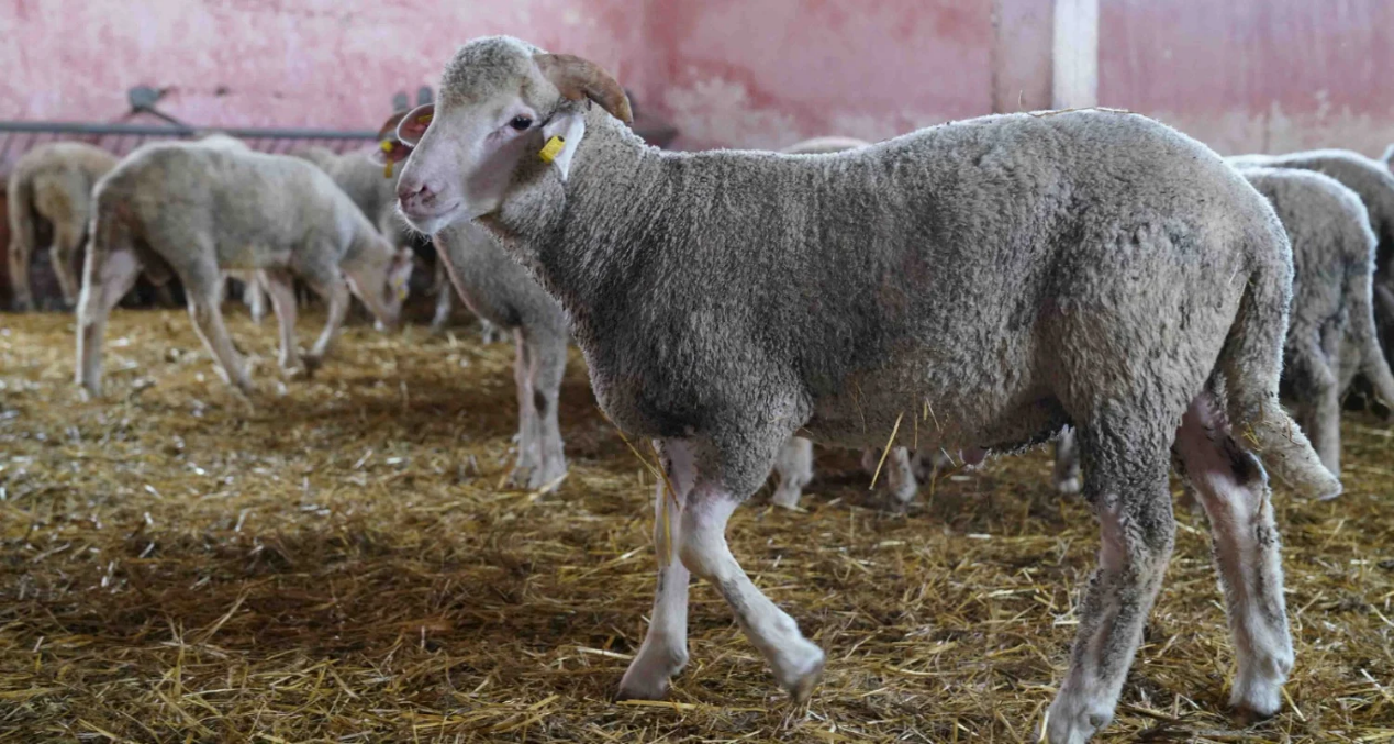 Imported Sheep Prices: Why Do They Vary From One Shipment to Another?