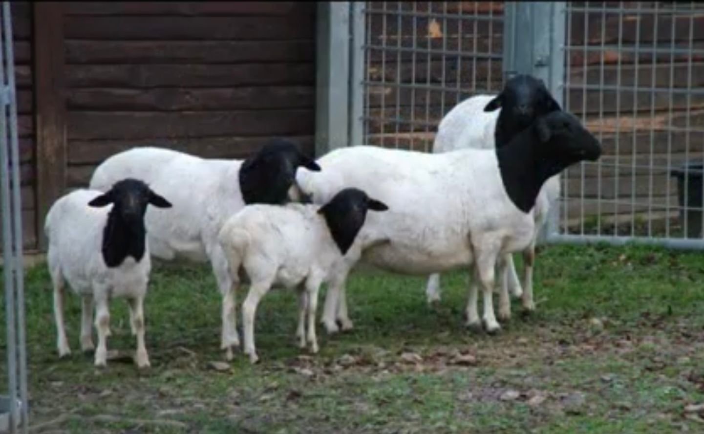 Somali Sheep for Sale: For Trade, Breeding, and Export With the Best Specifications