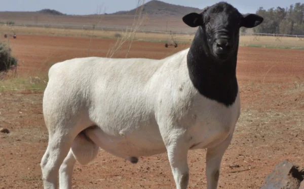 South African Dorper Sheep: Why Do Importers and Investors Prefer Them?