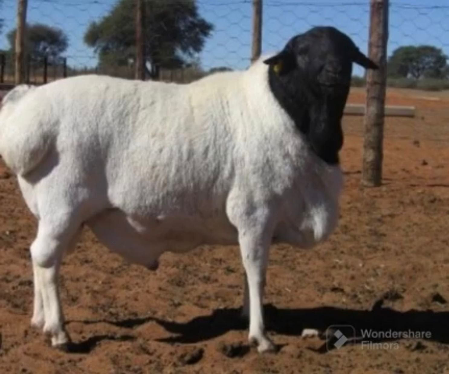 A Sheep Supplier for Saudi Arabia: Delivering Quality, Trust, and Export to the Highest Standards