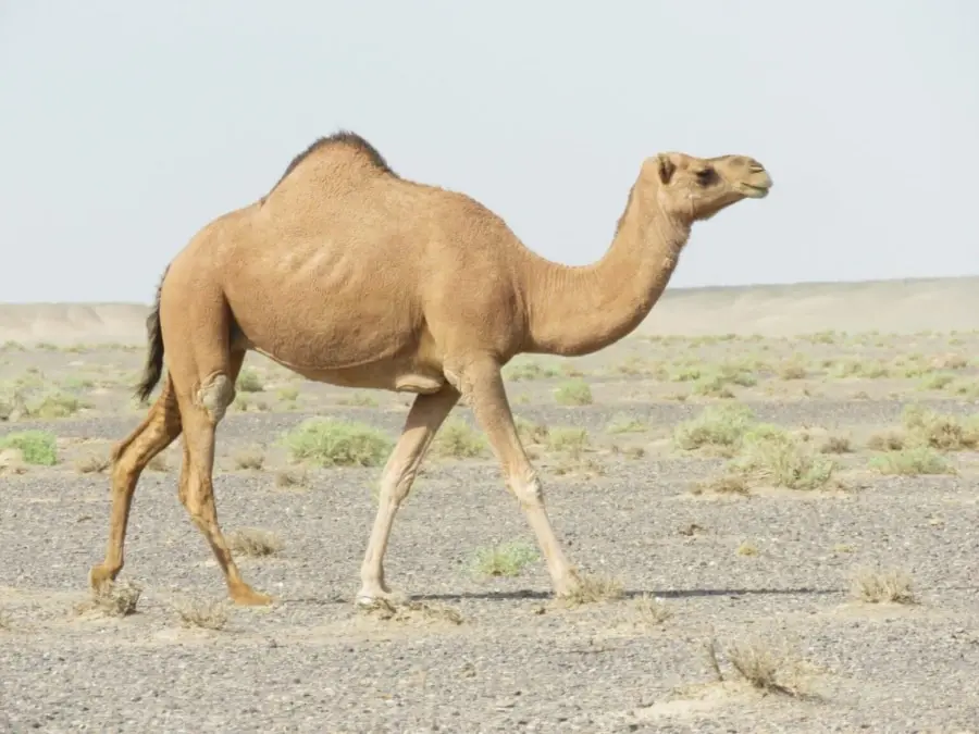Guide to Exporting Livestock from Somalia to Saudi Arabia: Shipping Breeds and Requirements
