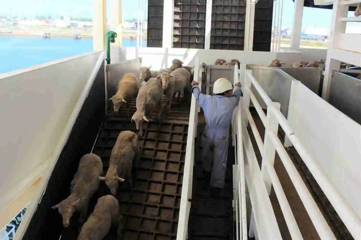 Exporting Livestock to the UAE With High Quality and Reliable Logistics Solutions