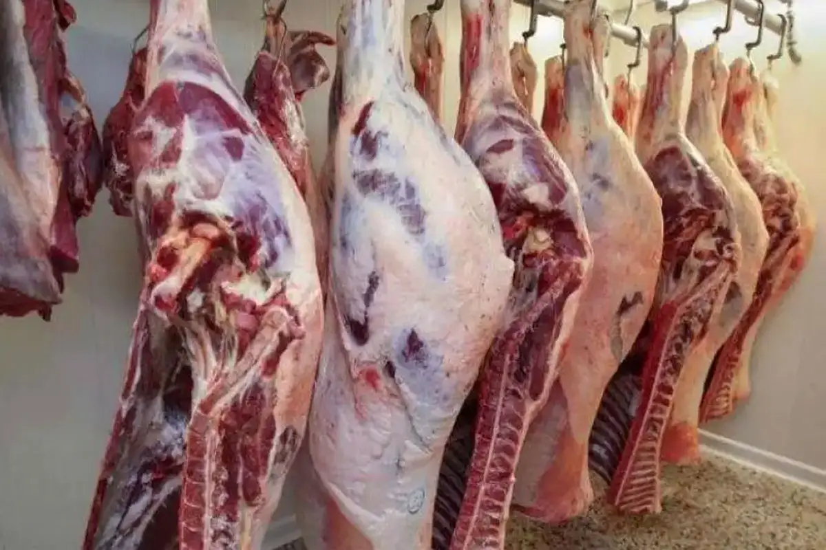 A Certified Halal Carcass Supplier for Arab and Global Markets