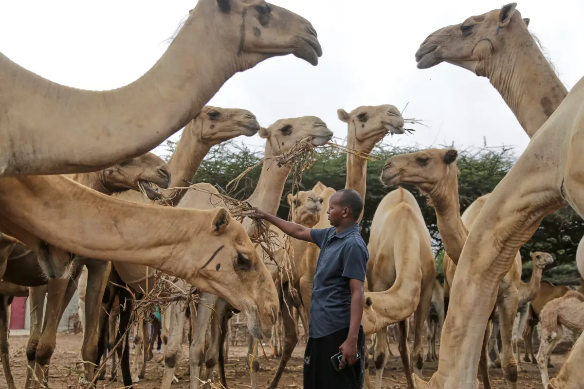 Somali Camel Prices: What Factors Determine Import and Supply Costs?