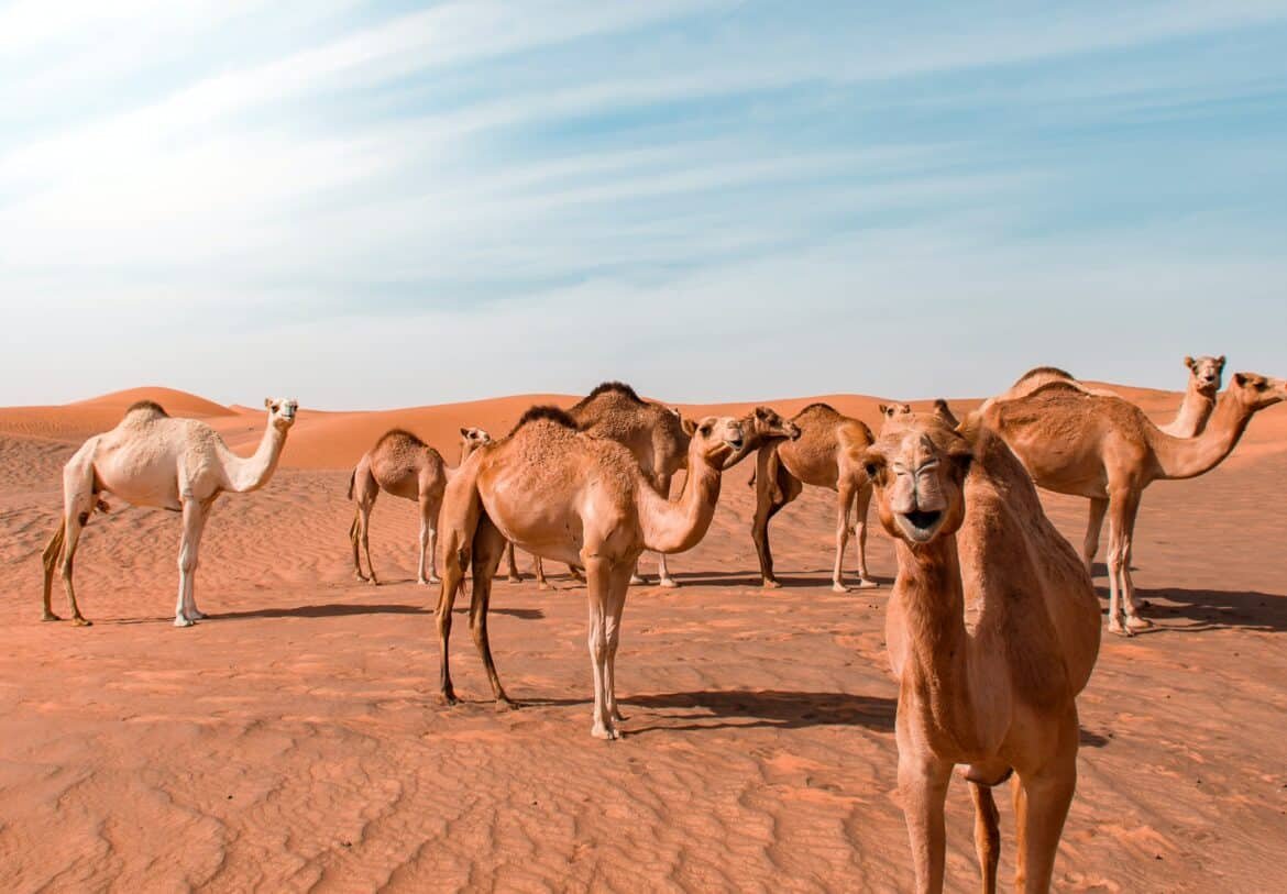 Why are importers seeking a reliable Somali camel supplier who guarantees consistent supply and the required quantities