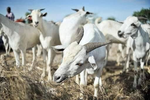 What Makes Some Importers Interested in the Barbary Goat