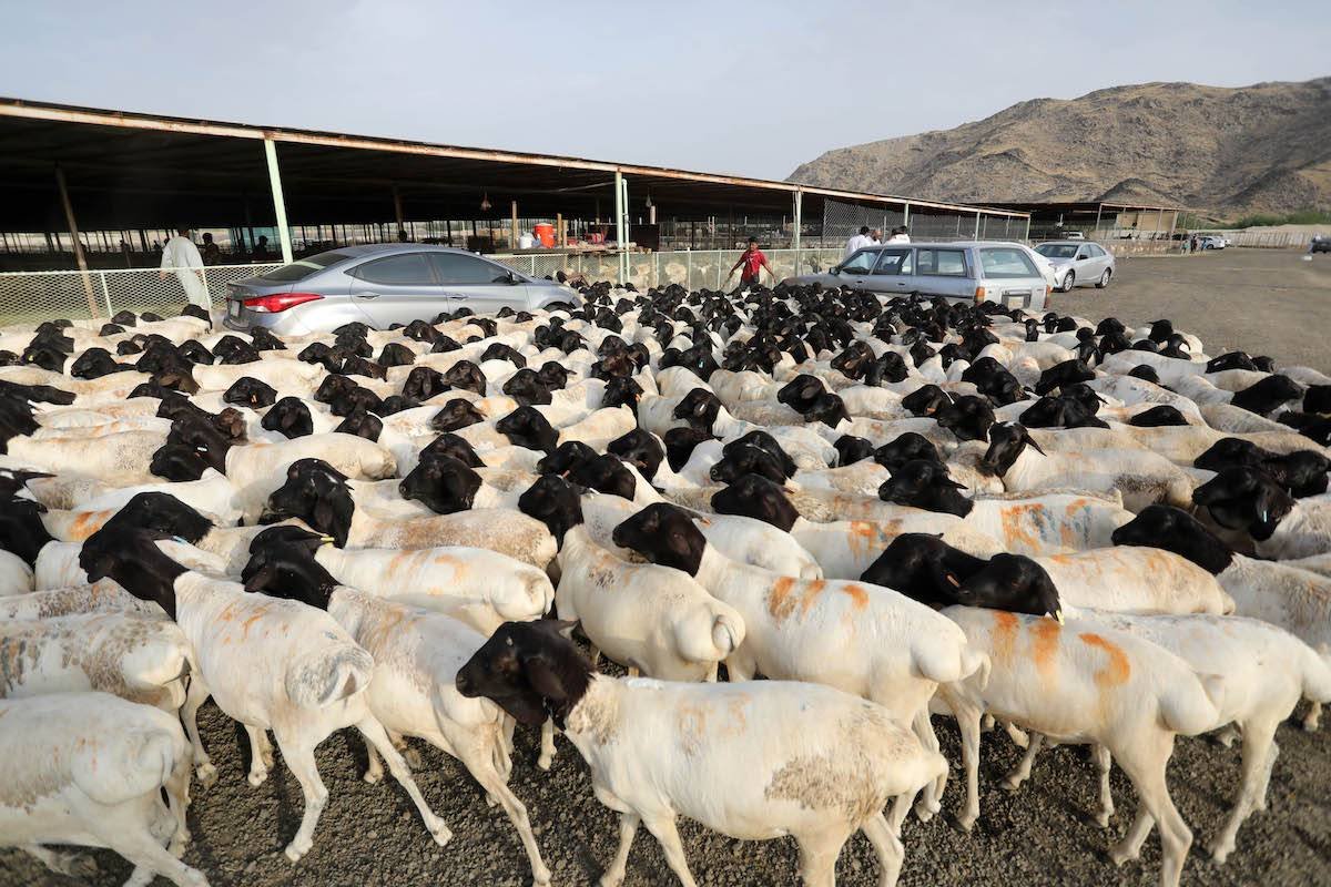 Black Head Somali Sheep: Why Are They One of the Most In-Demand Sheep Breeds for Export?