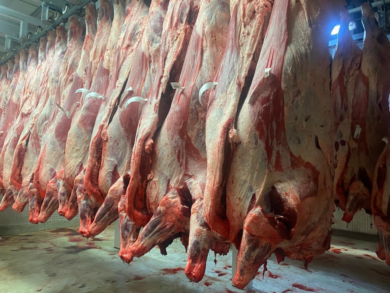 Chilled & Frozen Meat