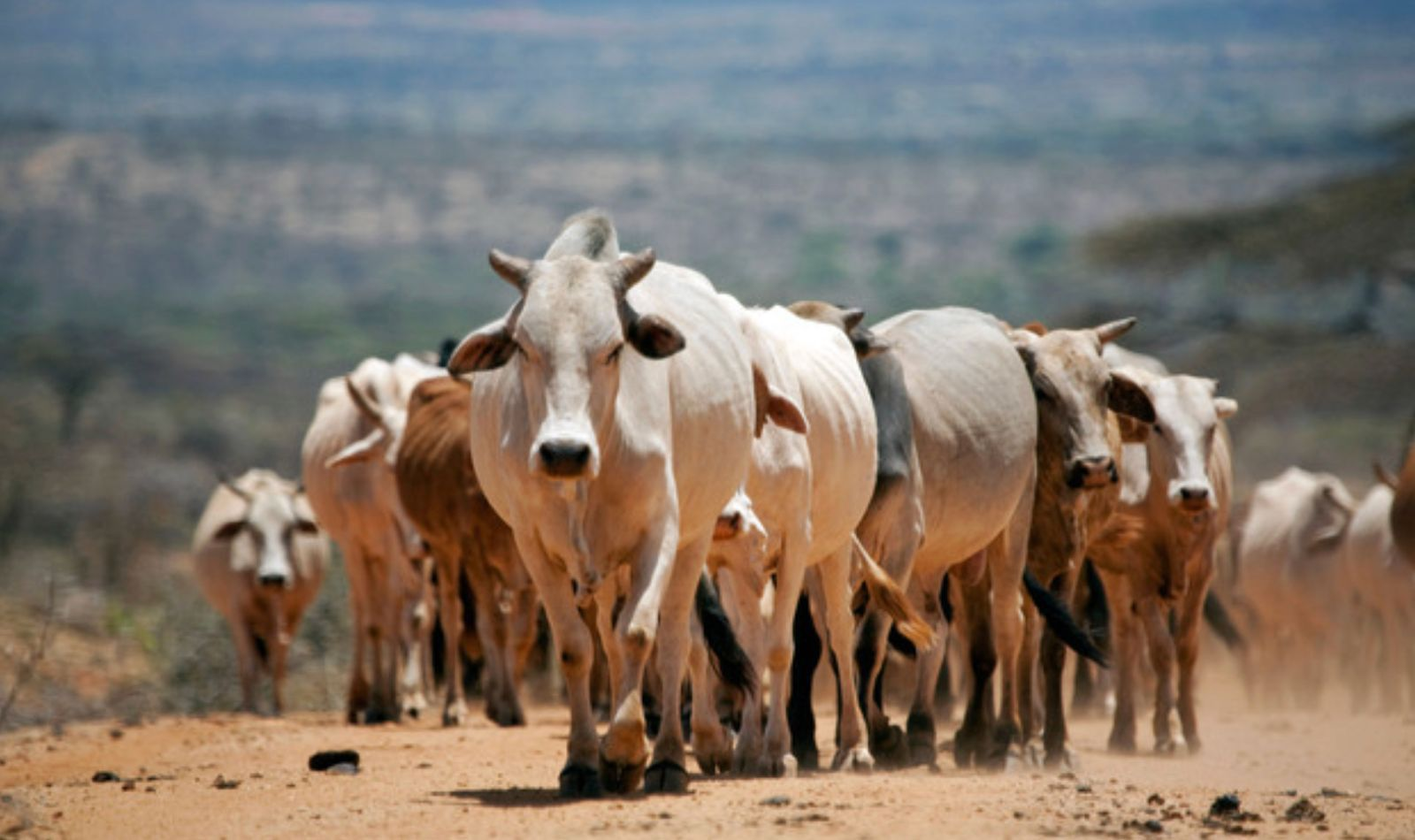 Cattles
