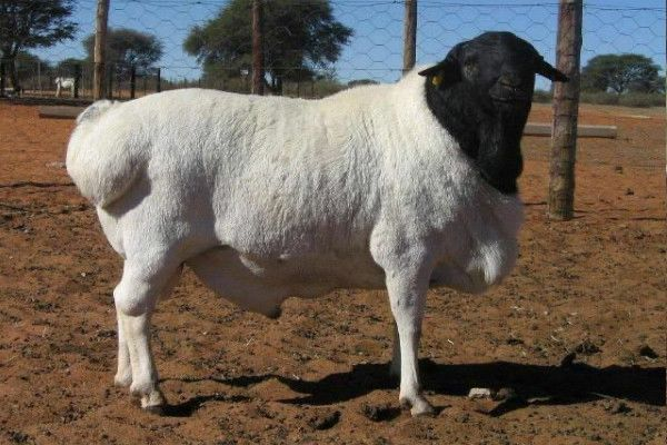 Sheeps