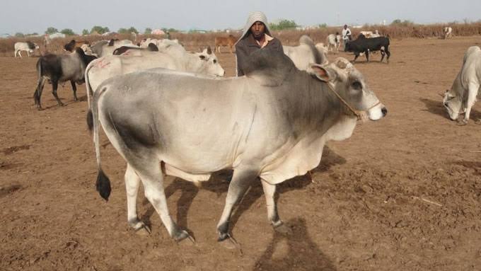 Somali Calf Prices: What Determines the Deal Cost and How to Get the Best Value?