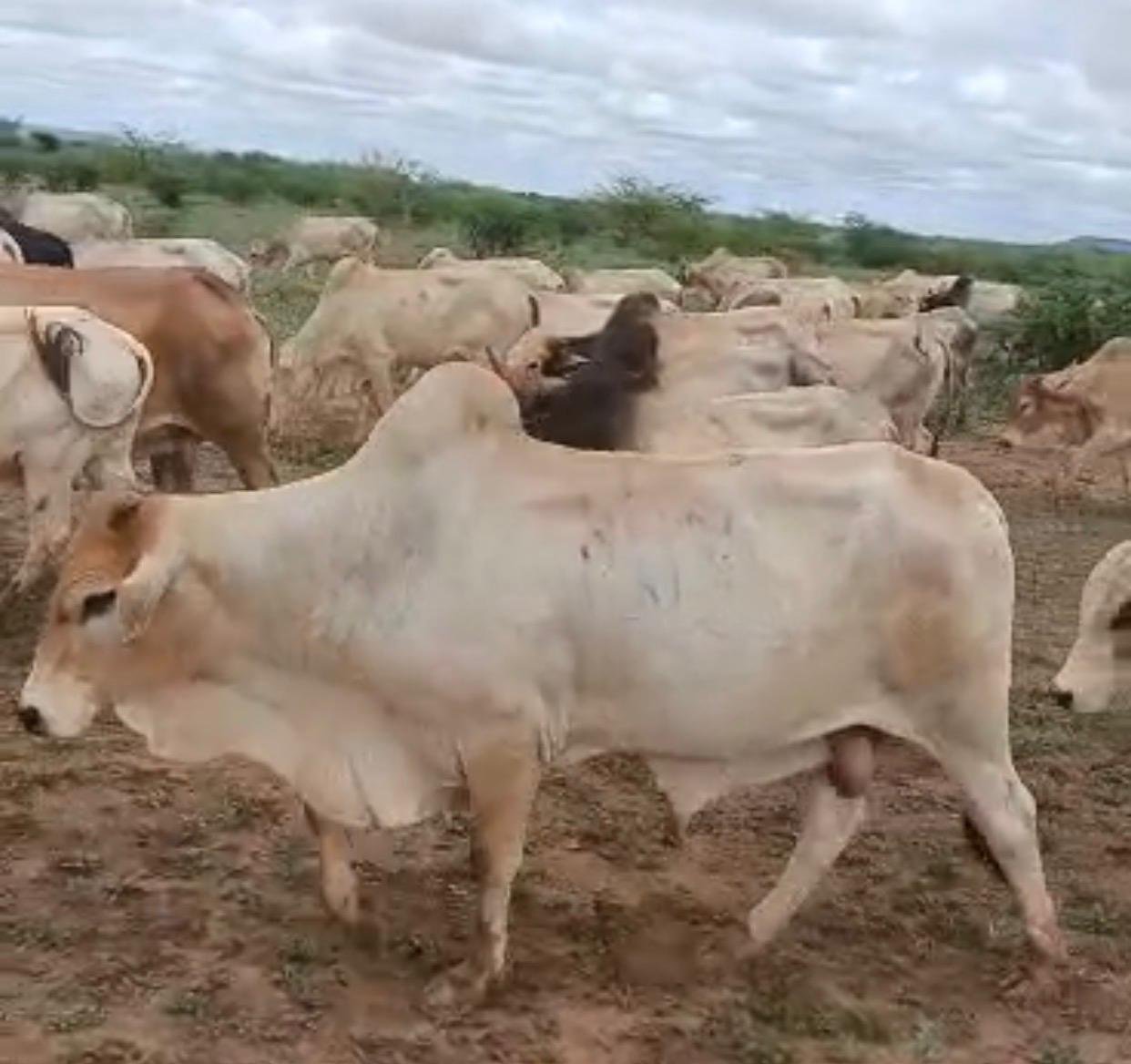 How to Choose a Calf Supplier in Somalia That Delivers Required Quantities and Regular Supply
