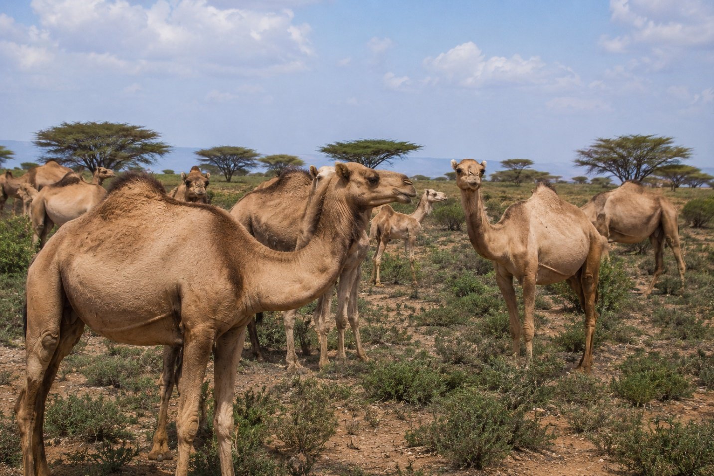 Importing Camels from Somalia to Saudi Arabia and the Gulf