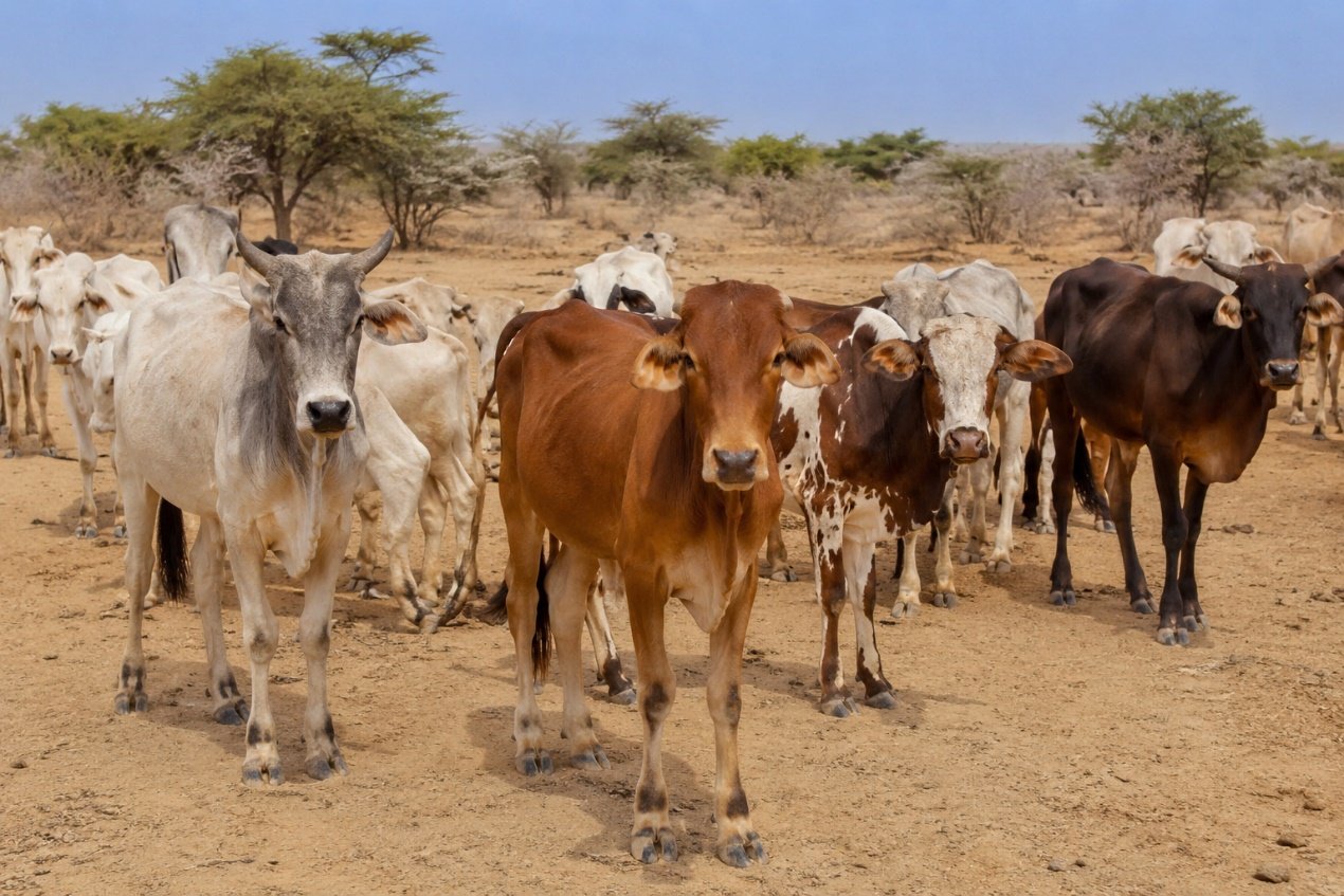 Calf supplier for Egypt: preparing for demand before Ramadan