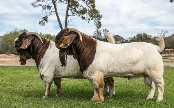 Goat supplier for export: what to define before you order a shipment