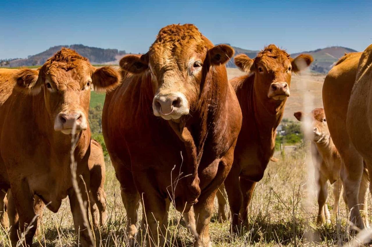 South African cattle for export: choosing the breed for your program