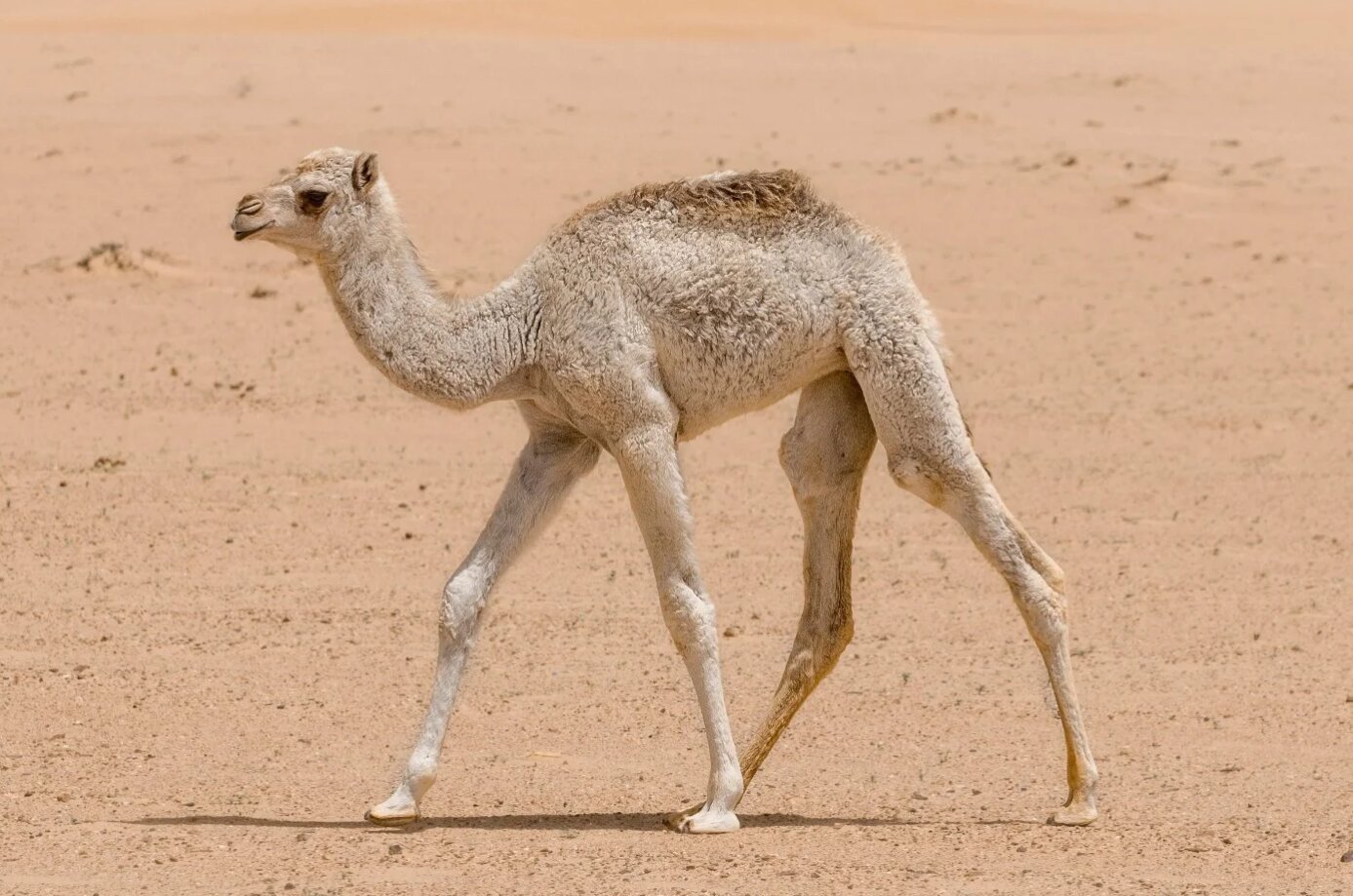 Somali camels: how Omani importers get the shipment they ordered