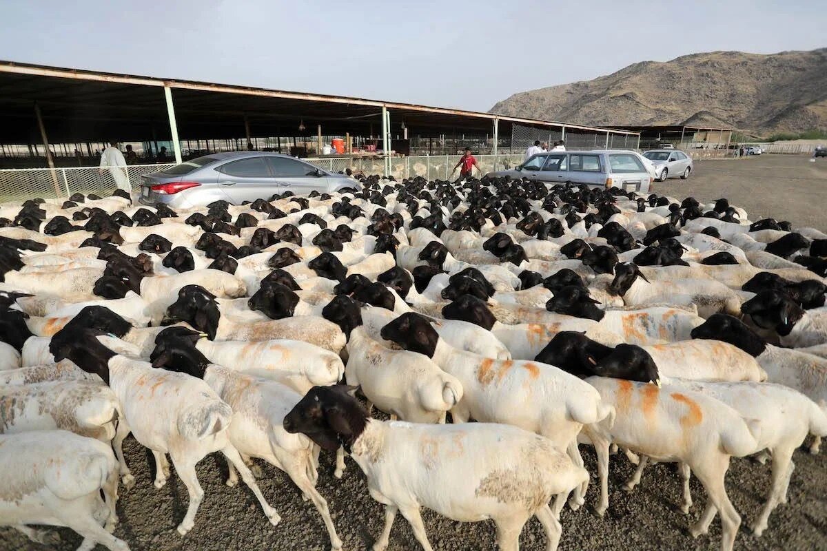 Somali sheep for the Gulf: how to order the right shipment