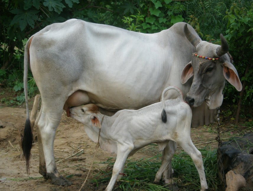 Somali calves and cattle: a trader's guide to choosing the right class