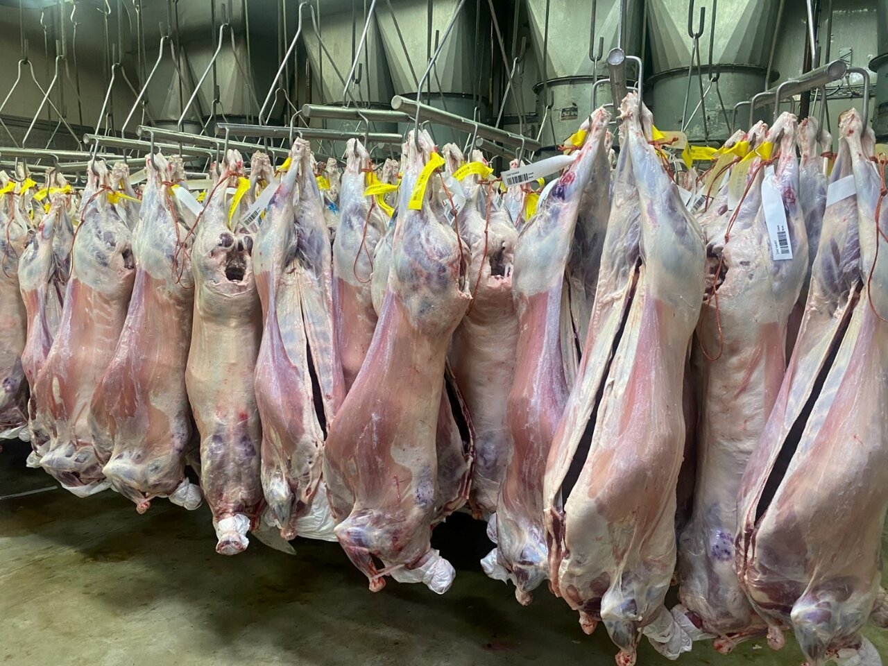 Halal South African lamb: how wholesalers keep quality consistent