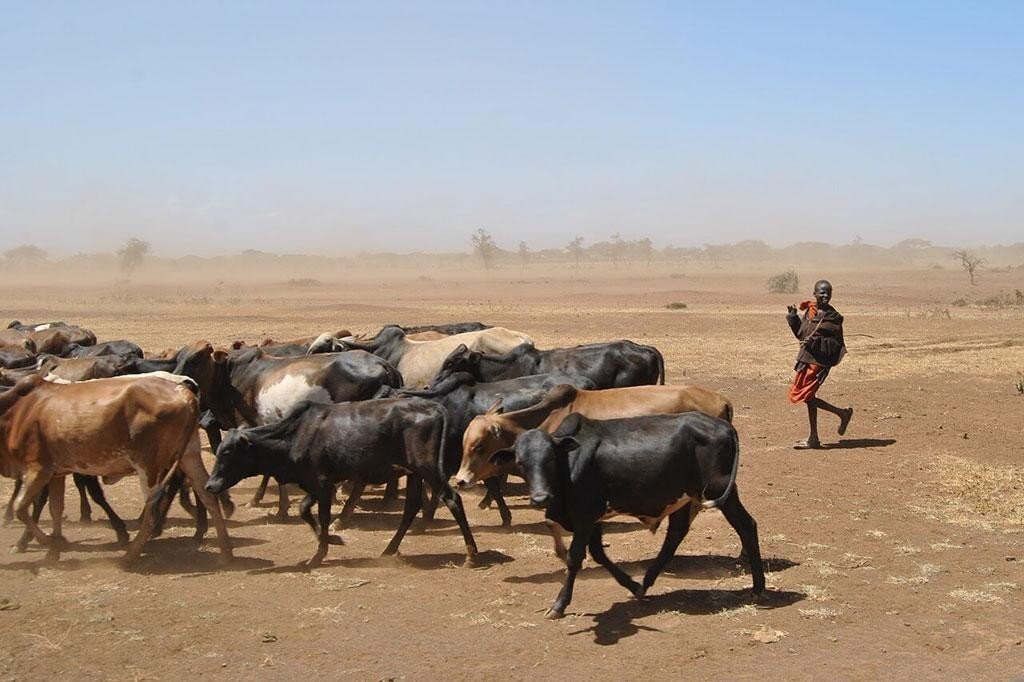 Calves from Somalia for distributors: building a steady supply source