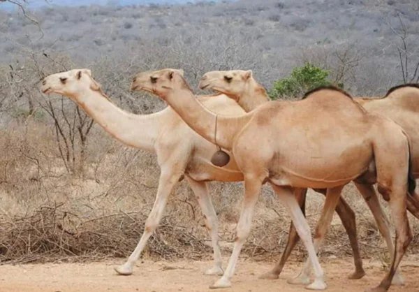 A herd of Somali camels on pasture before collection and preparation for export to Saudi Arabia and the Gulf