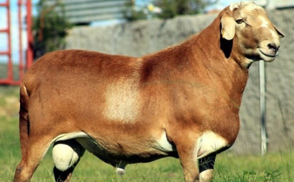 A brown South African Meatmaster ram on green pasture