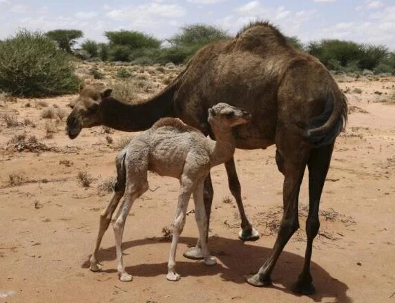 ناقة صومالية بنية ومعها حوار صغير فاتح اللون في مرعى جاف