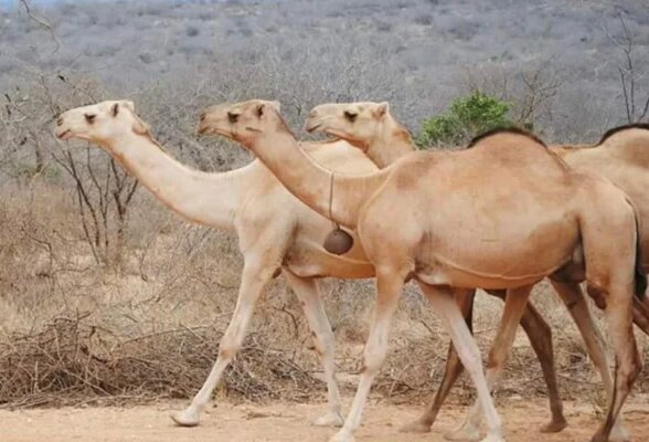 مجموعة من الإبل الصومالية تسير بين الشجيرات الجافة