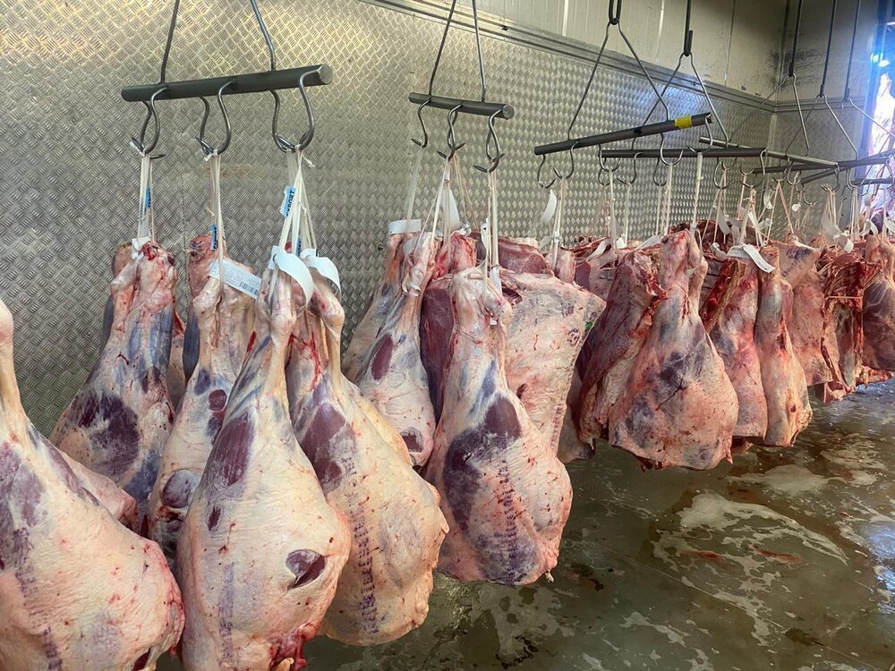 Beef hindquarters hanging from hooks in a cold room