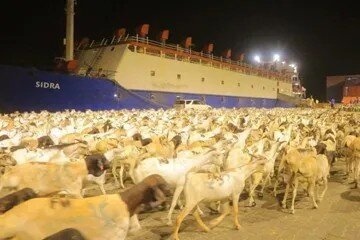 قطيع كبير من الخراف في الميناء ليلًا بجوار سفينة نقل مواشي قبل التحميل
