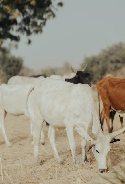 أبقار بيضاء ذات قرون ترعى في أرض جافة