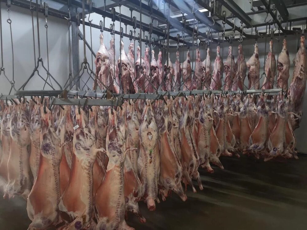 Rows of lamb carcasses hanging on hooks along a long cold room