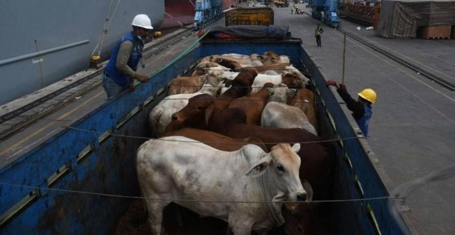 Calves and cattle in an open transport truck at the port during loading