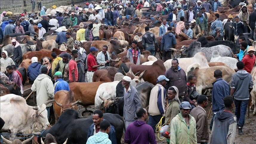 Traders and suppliers in a crowded livestock market with calves and cattle