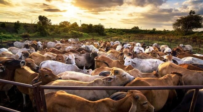 Zebu calves gathered in a holding pen at sunset before shipment
