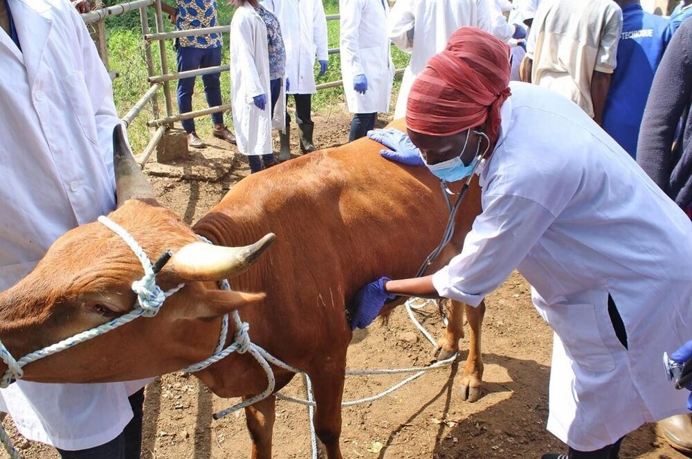A vet checking a brown bull with a stethoscope before shipping