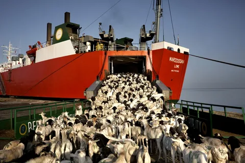 Exporting Livestock to the UAE With High Quality and Reliable Logistics Solutions