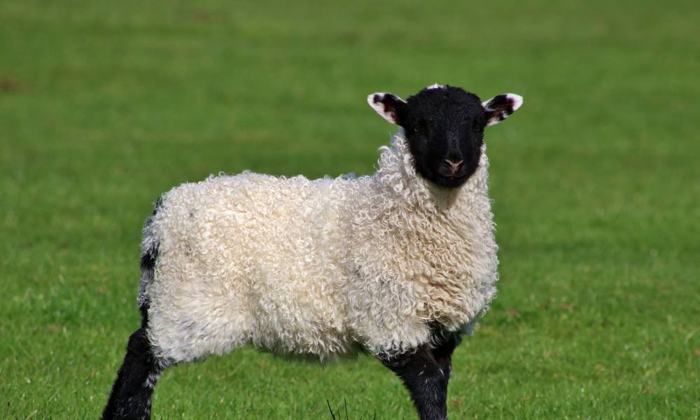 Buying Sheep for Export: How to Avoid Shipping Losses and Ensure Livestock Quality