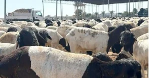 A group of black-headed, white-bodied sheep known for their high quality