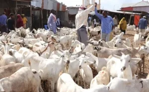 Somali goats and sheep in natural pastures surrounded by traditional wooden huts
